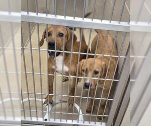 Labrador Retriever-Unknown Mix Dogs for adoption in Decatur, IL, USA