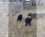 Small Photo #7 Belgian Malinois Puppy For Sale in HAMPSHIRE, TN, USA