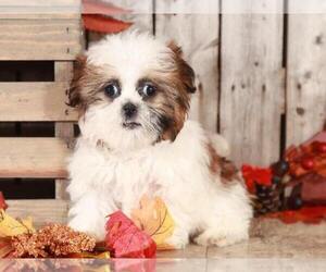 Shih Tzu Puppy for sale in MOUNT VERNON, OH, USA