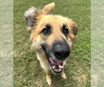 Small #3 Collie Mix