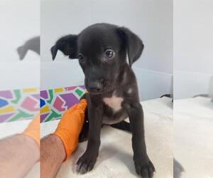 Labrador Retriever-Unknown Mix Dogs for adoption in Baytown, TX, USA