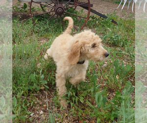 Goldendoodle Puppy for sale in PEYTON, CO, USA