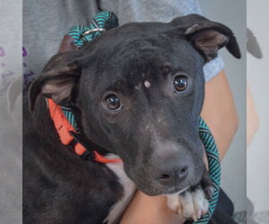 American Bulldog-American Staffordshire Terrier Mix Dogs for adoption in Huntley, IL, USA