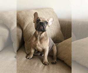French Bulldog Puppy for sale in HOLLYWOOD, FL, USA