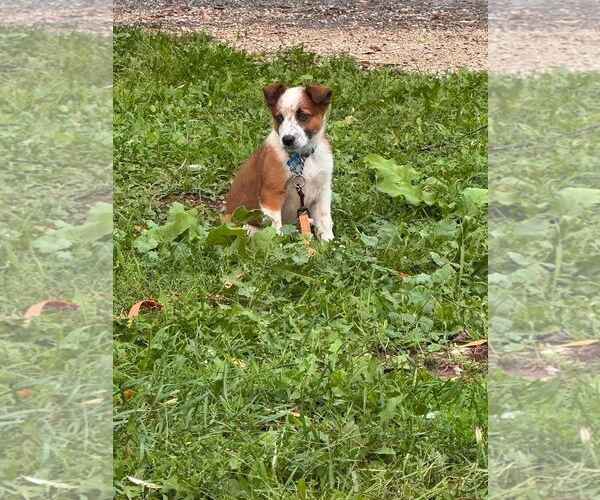 Medium Photo #2 Mutt Puppy For Sale in Sheboygan, WI, USA