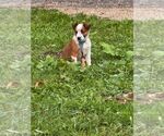 Small #1 Mutt