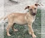 Small #2 Australian Shepherd Mix