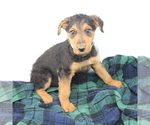 Small Photo #5 Airedale Terrier Puppy For Sale in VERONA, MO, USA