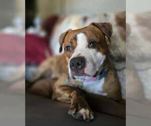 Bullboxer Pit Dogs for adoption in Sacramento, CA, USA