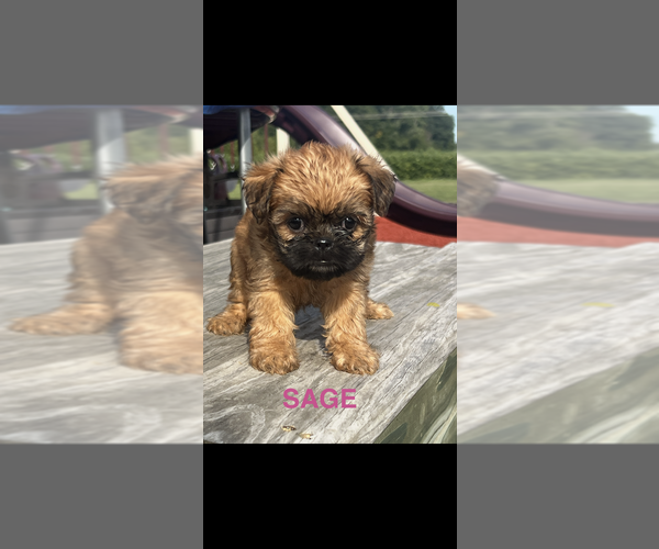 Medium Photo #2 Brussels Griffon Puppy For Sale in NILES, MI, USA