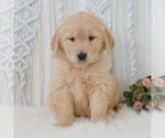 Small #4 Golden Retriever