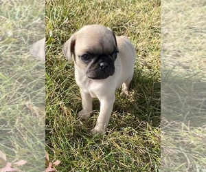 Pug Puppy for sale in NILES, MI, USA