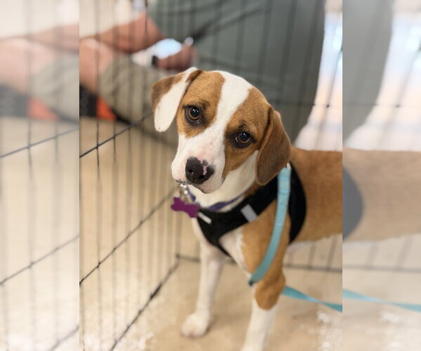 Medium Photo #3 Beagle-Unknown Mix Puppy For Sale in Mundelein, IL, USA