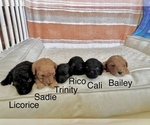 Small Photo #57 Cavapoo-Poodle (Toy) Mix Puppy For Sale in PENSACOLA, FL, USA