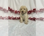 Small #1 Labradoodle