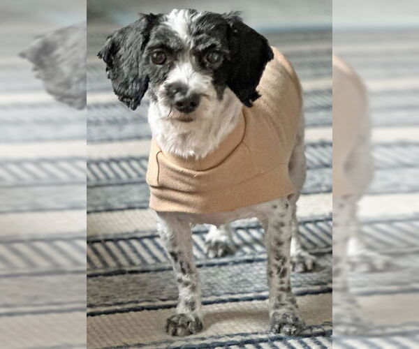 Medium Photo #3 Poodle (Toy) Puppy For Sale in Arlington, VA, USA