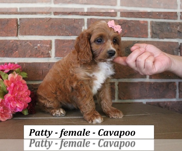 Medium Photo #3 Cavapoo (Miniature) Puppy For Sale in CLARKRANGE, TN, USA