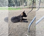 Small Belgian Malinois
