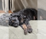 Puppy Benji Goldendoodle-Poodle (Miniature) Mix