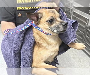 Chihuahua-Unknown Mix Dogs for adoption in Houston, TX, USA