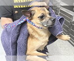 Small Chihuahua Mix