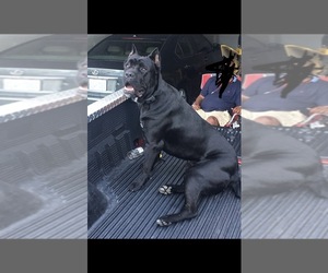 Father of the Cane Corso puppies born on 01/24/2023
