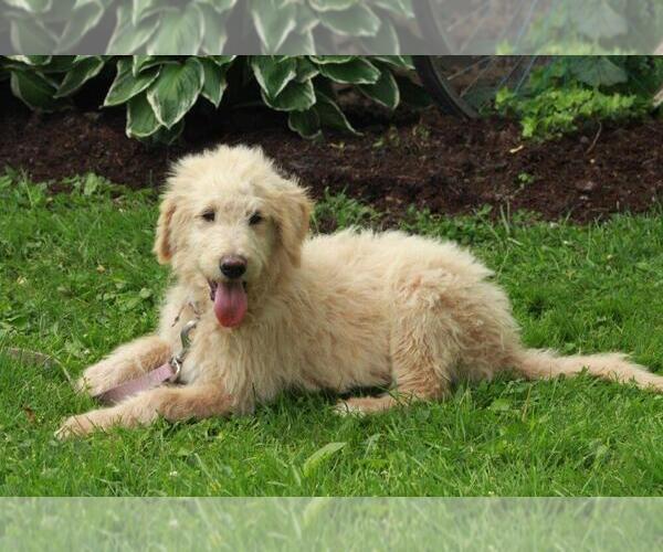 Medium Photo #2 Shepadoodle Puppy For Sale in SHILOH, OH, USA