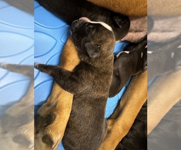Medium Photo #3 Boxer Puppy For Sale in NEW LONDON, IA, USA