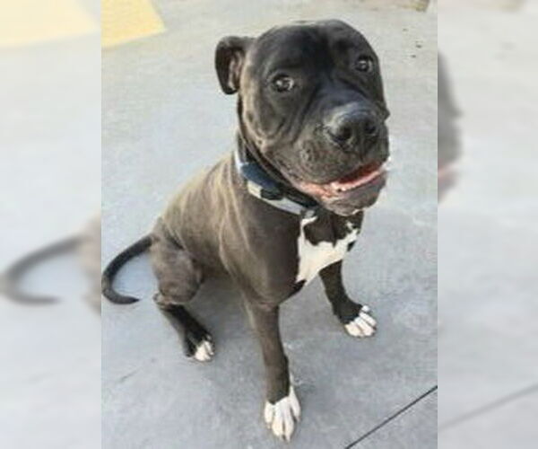 Medium Photo #23 American Staffordshire Terrier-Boxer Mix Puppy For Sale in Lake Forest, CA, USA