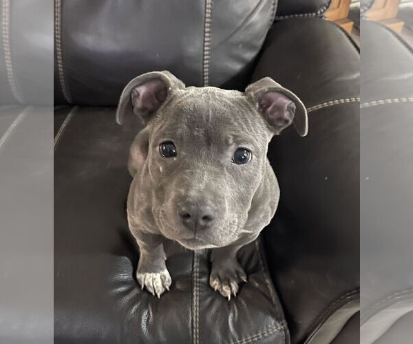 Medium Photo #1 American Staffordshire Terrier-Staffordshire Bull Terrier Mix Puppy For Sale in Princeton, MN, USA