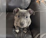 Small American Staffordshire Terrier-Staffordshire Bull Terrier Mix