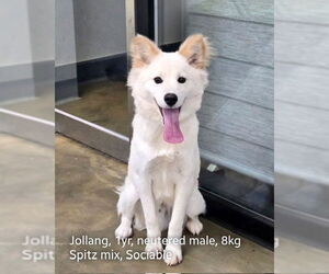 American Eskimo Dog-pomeranian spitz Mix Dogs for adoption in Agoura Hills, CA, USA