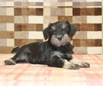 Small #1 Schnauzer (Miniature)