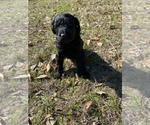 Small Photo #2 Labradoodle Puppy For Sale in HOCKLEY, TX, USA