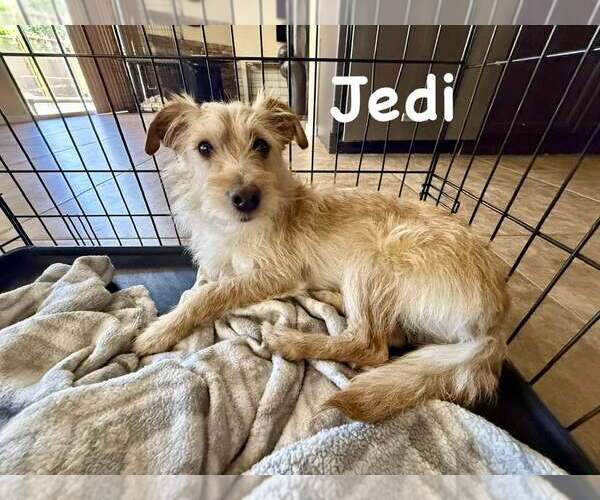 Medium Photo #2 Lhasa Apso-Norfolk Terrier Mix Puppy For Sale in Cave Creek, AZ, USA