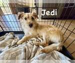 Small #1 Lhasa Apso-Norfolk Terrier Mix