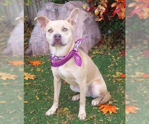 American Pit Bull Terrier-Unknown Mix Dogs for adoption in Oklahoma City, OK, USA