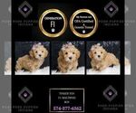 Puppy Tinker Toy F1 Maltipoo