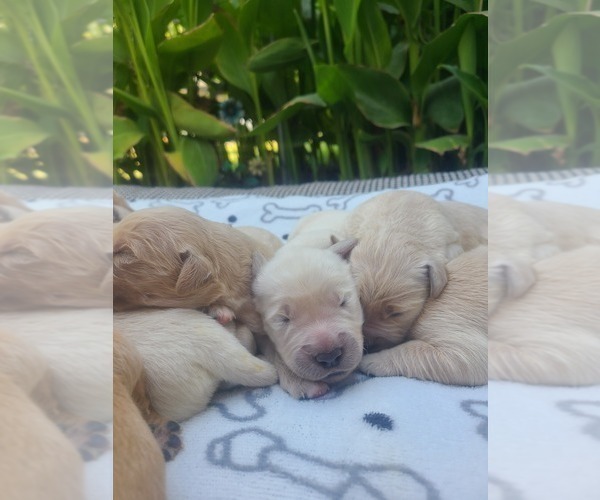 Medium Photo #12 Golden Retriever Puppy For Sale in ELVERTA, CA, USA