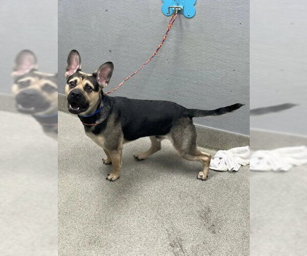 Medium Photo #1 German Shepherd Dog-Unknown Mix Puppy For Sale in Las Vegas, NV, USA