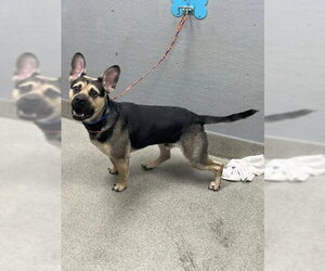 German Shepherd Dog-Unknown Mix Dogs for adoption in Las Vegas, NV, USA