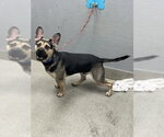 Small German Shepherd Dog Mix