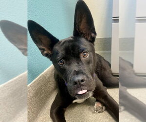 Labrador Retriever-Unknown Mix Dogs for adoption in Las Vegas, NV, USA