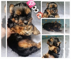 Yorkshire Terrier Puppy for sale in KATY, TX, USA
