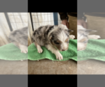 Small Photo #1 Border Collie Puppy For Sale in VALLEY FALLS, KS, USA