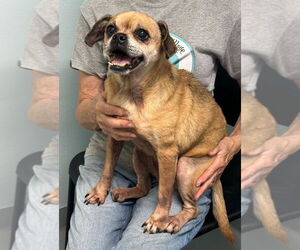 Pug-Unknown Mix Dogs for adoption in Hot Springs Village, AR, USA