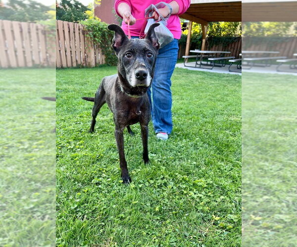 Medium Photo #2 Mutt Puppy For Sale in Springdale, PA, USA