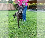 Small Photo #2 Mutt Puppy For Sale in Springdale, PA, USA