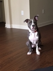 American Pit Bull Terrier Puppy for sale in MOORESVILLE, NC, USA