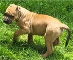 Small Photo #3 American Bully Puppy For Sale in CHESTERFLD, VA, USA